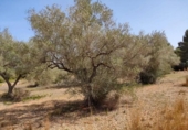 Terreno no urbanizable en venta en la España, Vinaròs, ref: TR313542 foto