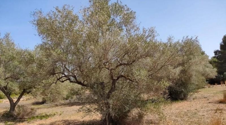 Castellón - Vinaroz - 81m2