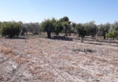 Non-developable land for sale on España, Moratalla, ref: TR143956 photo