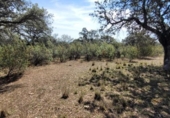 Non-developable land for sale on España, Villanueva del Duque, ref: TR123029 photo