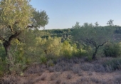 Terreny no urbanitzable en venda a la España, el Perelló, ref.: TR118446 foto