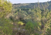Terreny no urbanitzable en venda a la España, el Perelló, ref.: TR118446 foto