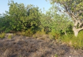 Terreny no urbanitzable en venda a la España, el Perelló, ref.: TR118446 foto