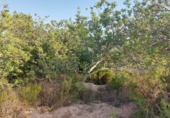 Terreny no urbanitzable en venda a la España, el Perelló, ref.: TR118446 foto