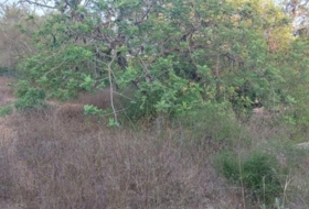 Foto 19