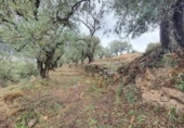 Xalet independent amb terreny en venda a la España, Fondón, ref.: TR302220 foto