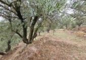 Xalet independent amb terreny en venda a la España, Fondón, ref.: TR302220 foto