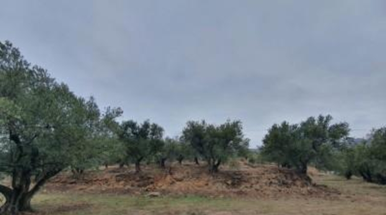 Almería - Fondón - 8122m2