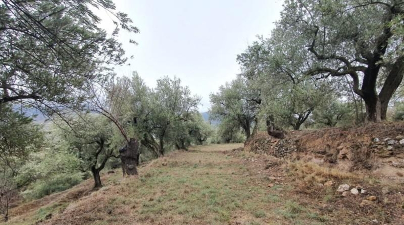 Almería - Fondón - 8122m2