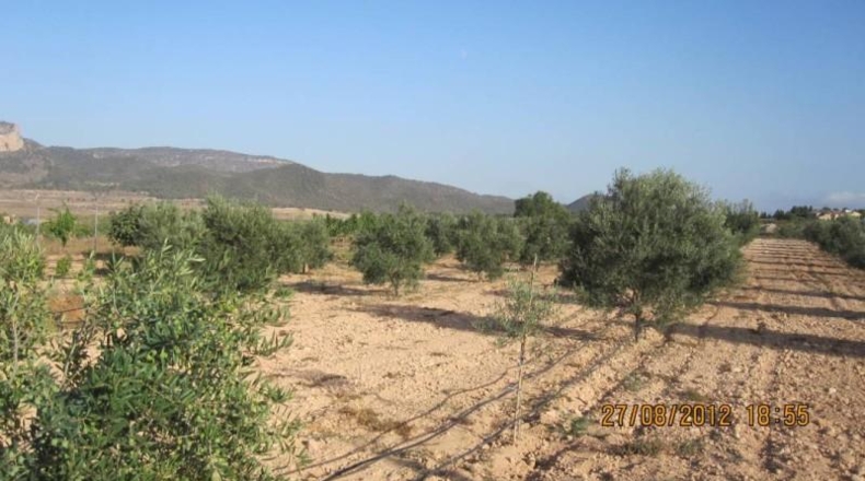 Alicante - Monóvar - 7500m2