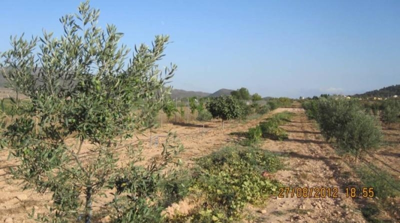 Alicante - Monóvar - 7500m2
