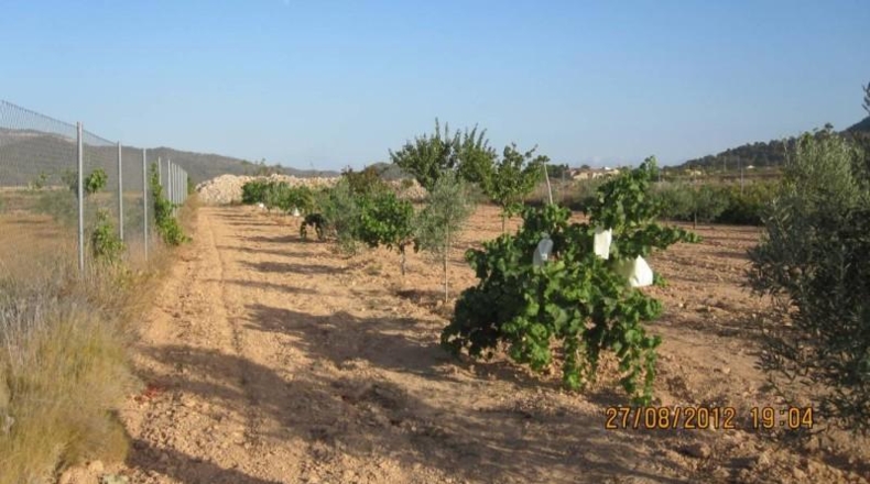 Alicante - Monóvar - 7500m2