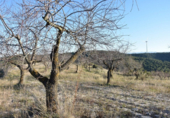 Xalet independent amb terreny en venda a la España, Caseres, ref.: TR300059 foto