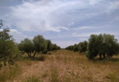 Terreno no urbanizable en venta en la España, Tomelloso, ref: TR115853 foto