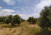 Terreno no urbanizable en venta en la España, Tomelloso, ref: TR115853 foto