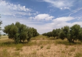 Terreno no urbanizable en venta en la España, Tomelloso, ref: TR115853 foto