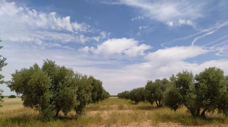 Ciudad Real - Tomelloso - 31413m2