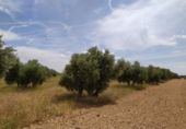 Terreno no urbanizable en venta en la España, Tomelloso, ref: TR115853 foto
