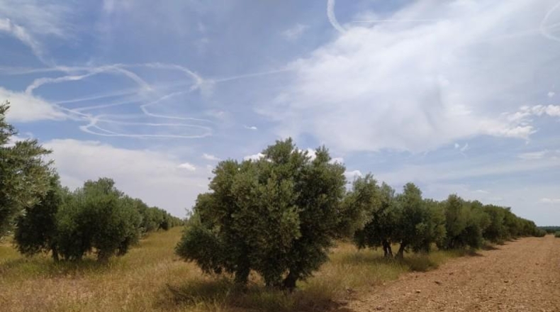 Ciudad Real - Tomelloso - 31413m2