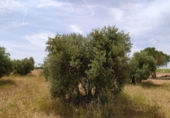 Terreno no urbanizable en venta en la España, Tomelloso, ref: TR115853 foto