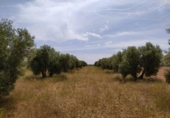 Terreno no urbanizable en venta en la España, Tomelloso, ref: TR115853 foto