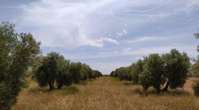 Ciudad Real - Tomelloso - 31413m2