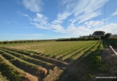 Non-developable land for sale on España, Orihuela, ref: TR120724 photo