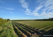 Non-developable land for sale on España, Orihuela, ref: TR120724 photo