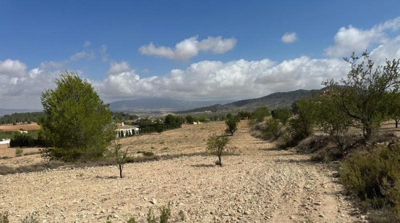 Alicante - Monóvar - 11000m2