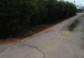 Terreno no urbanizable en venta en la España, Almassora, ref: TR150383 foto