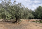 Terreno no urbanizable en venta en la España, el Perelló, ref: TR119142 foto