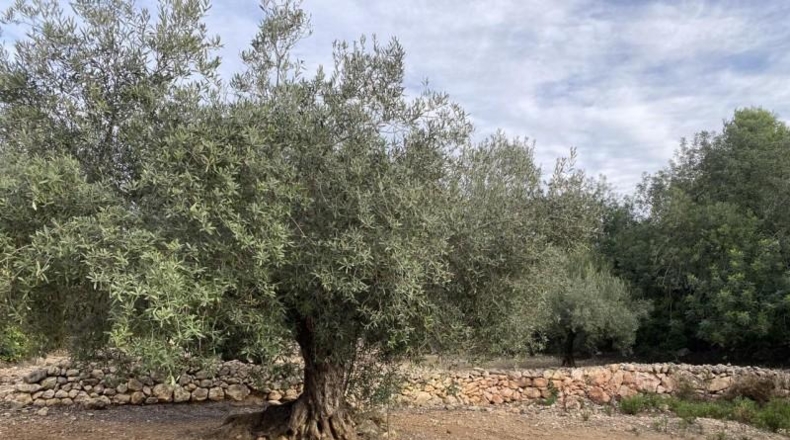 Tarragona - el Perelló - 6937m2
