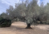 Terreno no urbanizable en venta en la España, el Perelló, ref: TR119142 foto