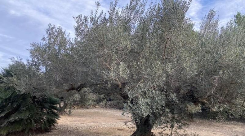 Tarragona - el Perelló - 6937m2