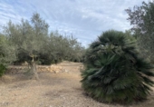 Terreno no urbanizable en venta en la España, el Perelló, ref: TR119142 foto