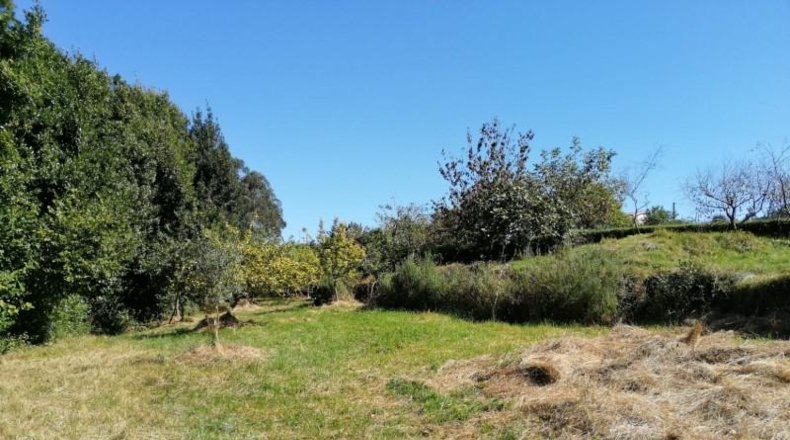 Asturias - Villaviciosa - 3500m2