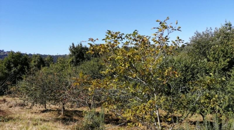 Asturias - Villaviciosa - 3500m2