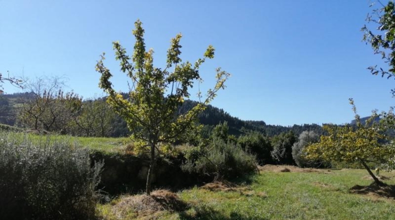 Asturias - Villaviciosa - 3500m2