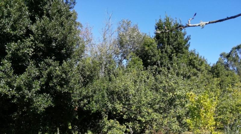 Asturias - Villaviciosa - 3500m2