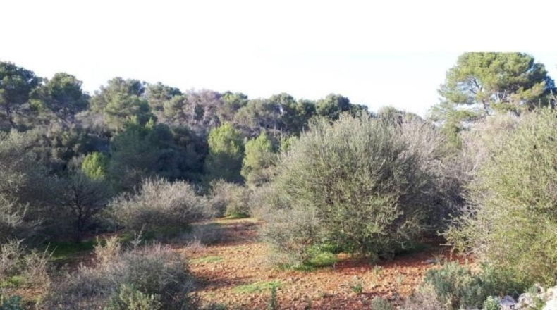 Islas Baleares - Santañy - 4400m2