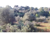 Non-developable land for sale on España, Cala Santanyí, ref: TR312817 photo