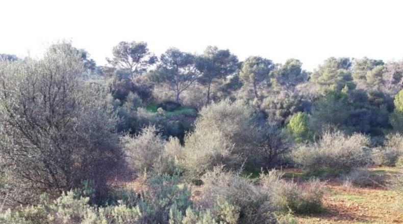 Islas Baleares - Santañy - 4400m2