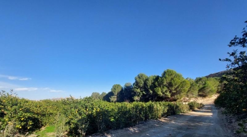 Murcia - Murcia - 7500m2