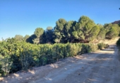 Terreny no urbanitzable en venda a la España, Múrcia, ref.: TR221715 foto
