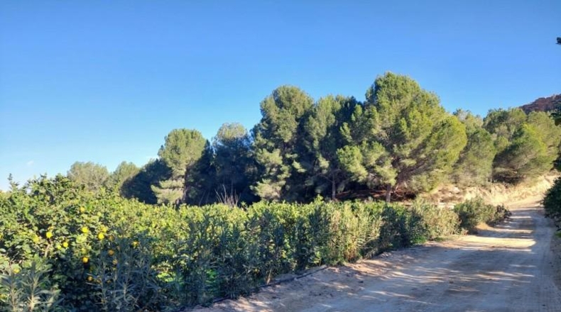 Murcia - Murcia - 7500m2
