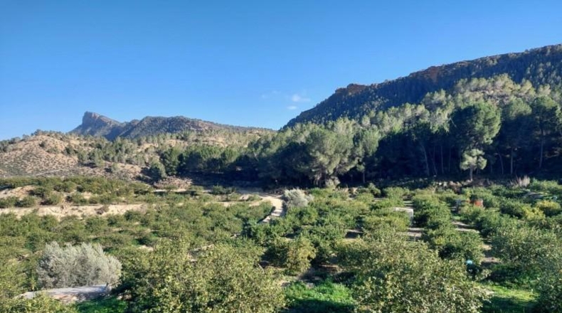 Murcia - Murcia - 7500m2
