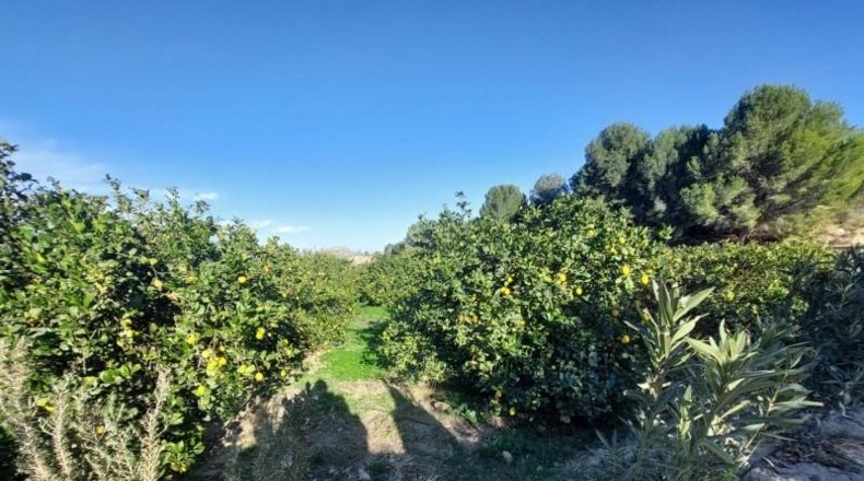 Murcia - Murcia - 7500m2