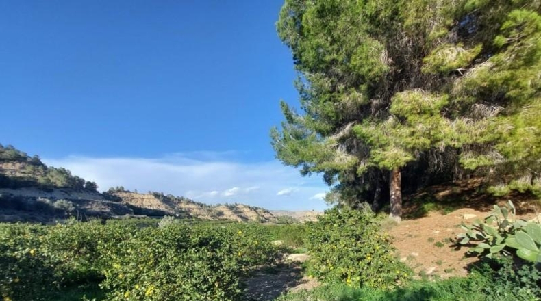 Murcia - Murcia - 7500m2