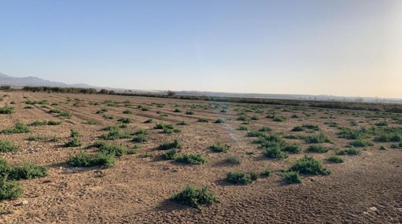 Мурсия - Alhama de Murcia - 17m2