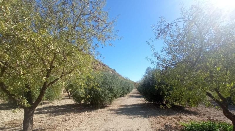Múrcia - Lorca - 65000m2